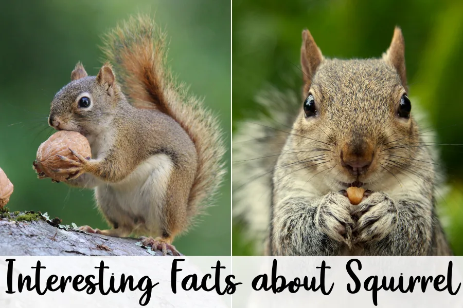 Twelve things about Squirrels that will blow your mind