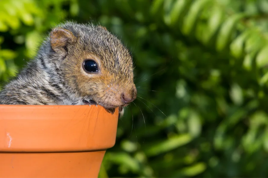 baby squirrel