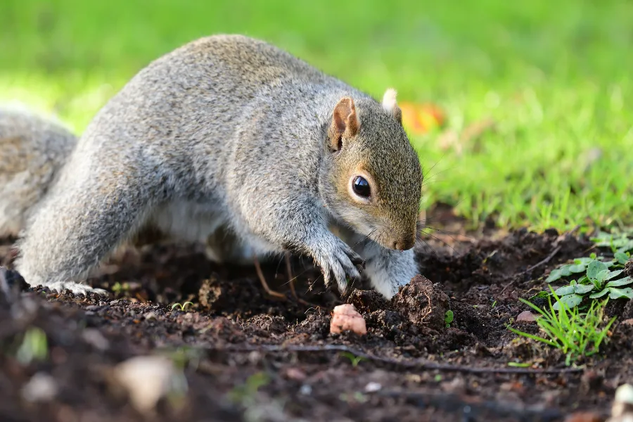 Twelve things about Squirrels that will blow your mind