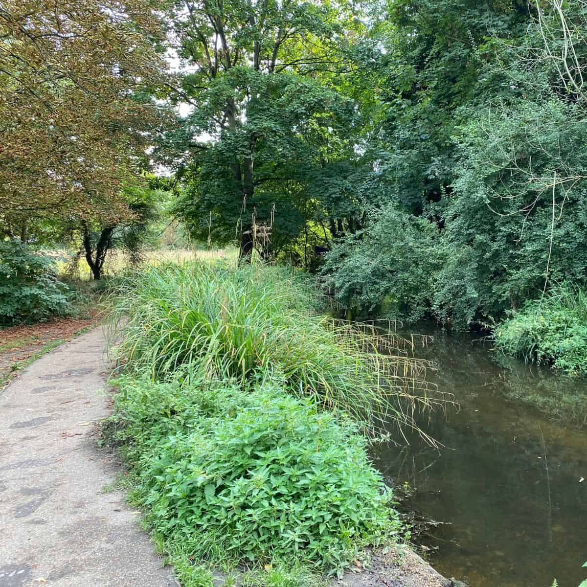 wandle trail