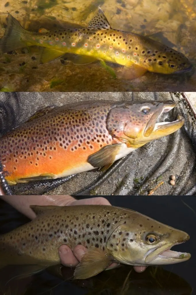 A photograph of three Brown Trout