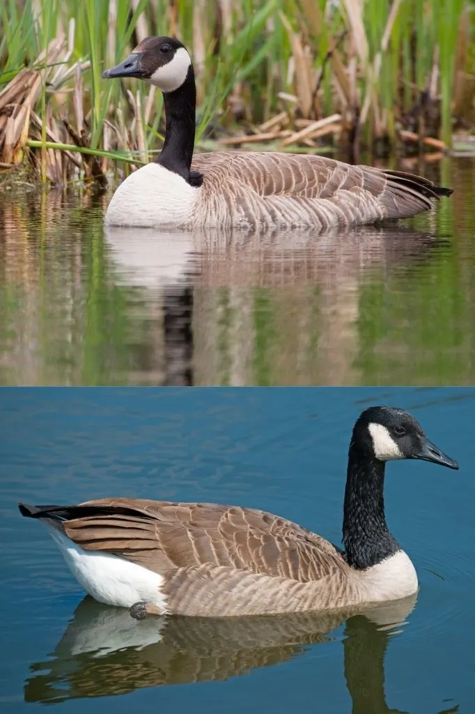 A photograph of Canada Geese in the UK