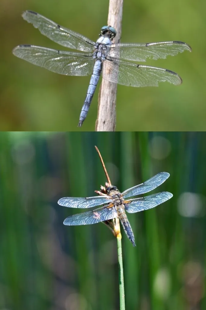 A photograph of two Dragonflies