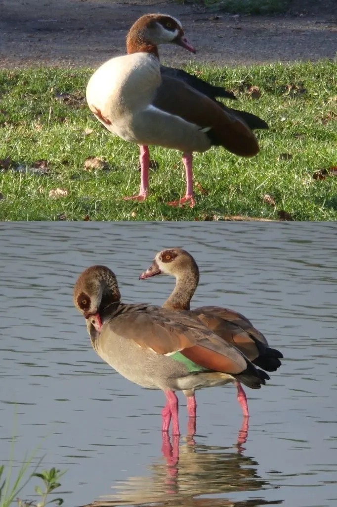 A photograph of two Egyptian Geese