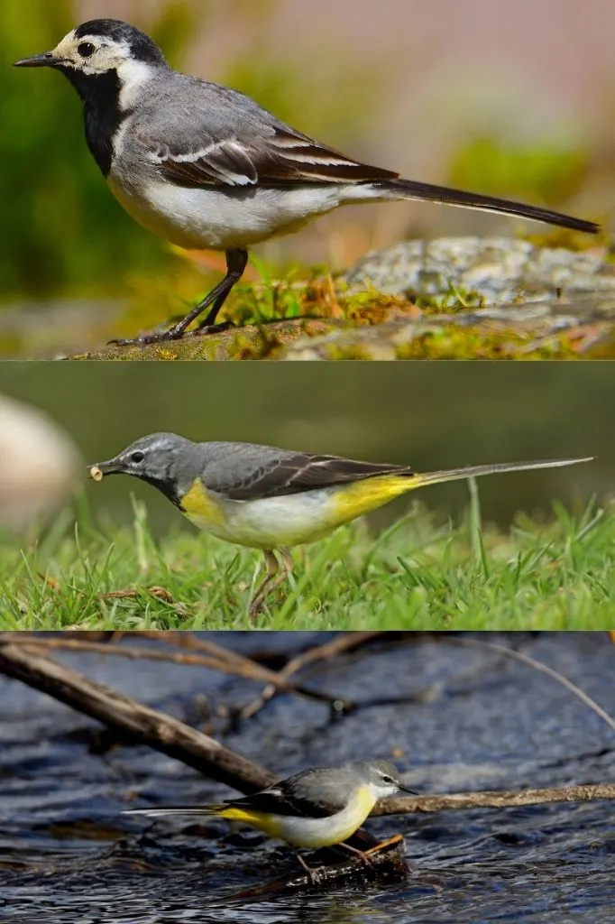 A photograph of two Grey Wagtails and a pied wagtail