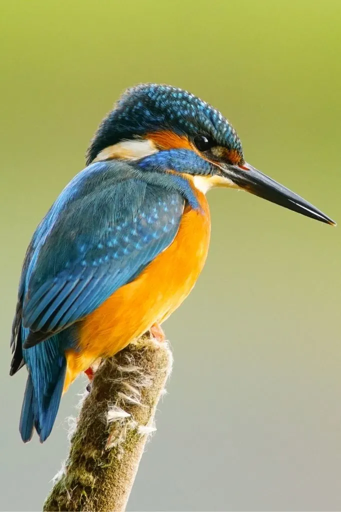 A photograph of a Kingfisher