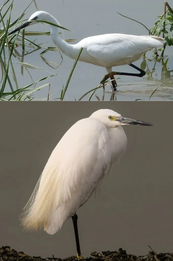 A photograph of two Little Egrets