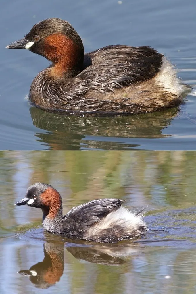 A photograph of two Little Grebes