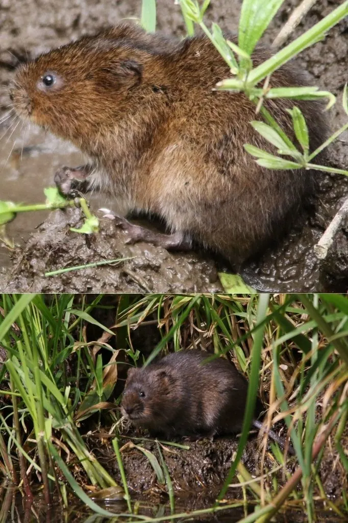 A photograph of two Water Voles