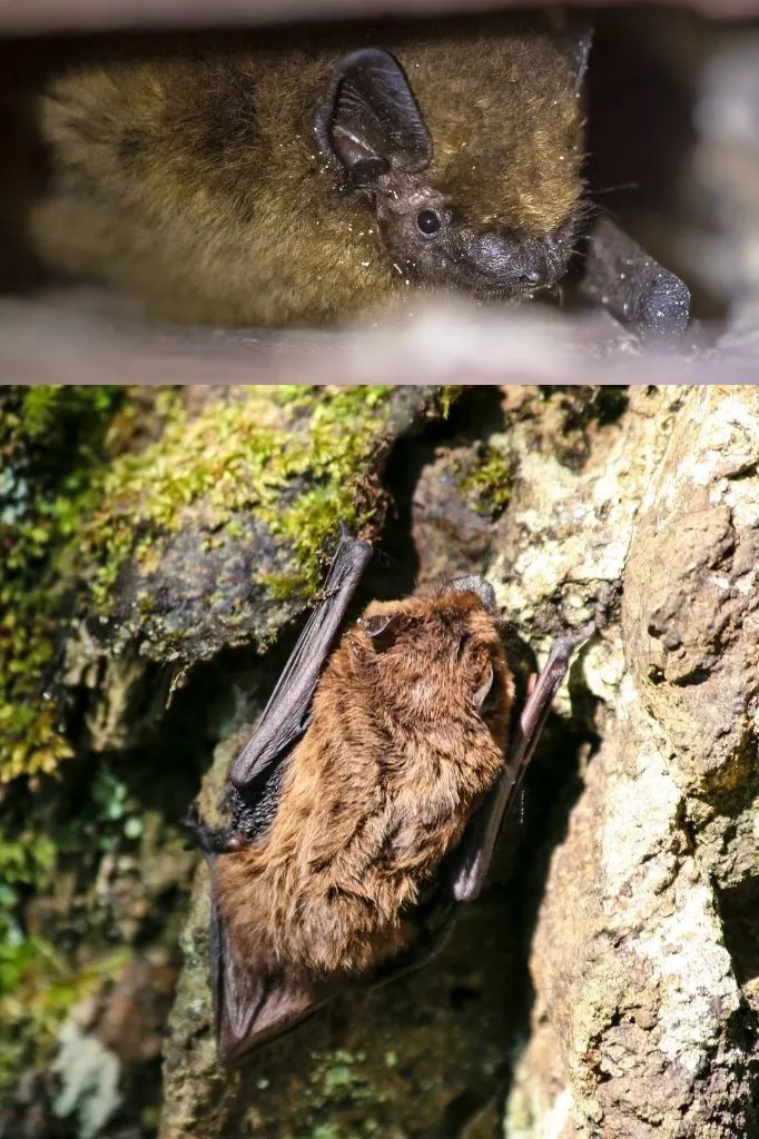 A photograph of two pipistelle bats