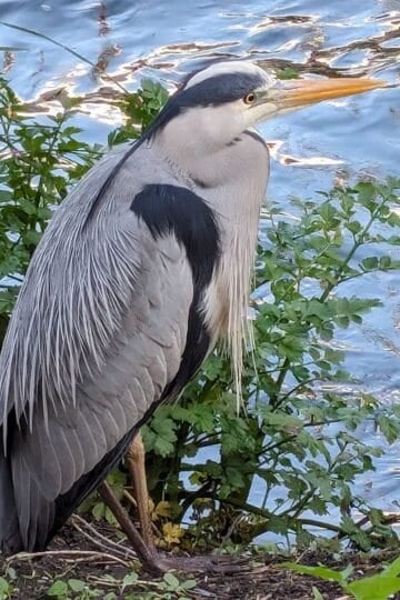 wandle wildlife
