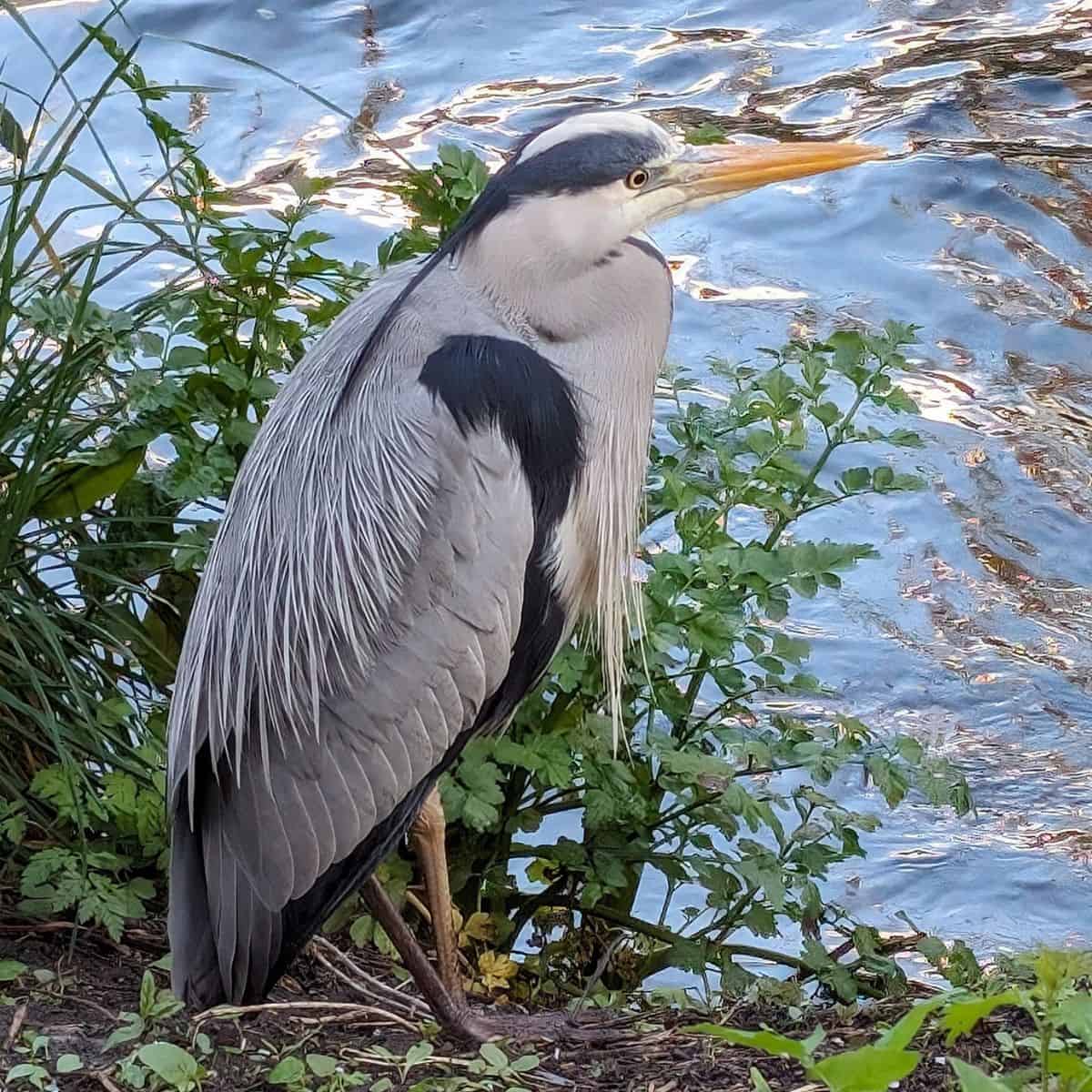 wandle wildlife