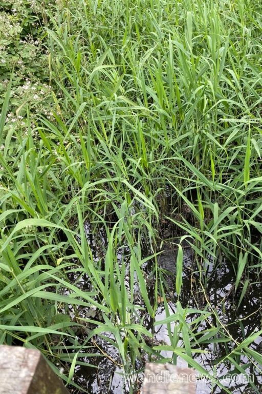 16 River Plants that are Common in the UK