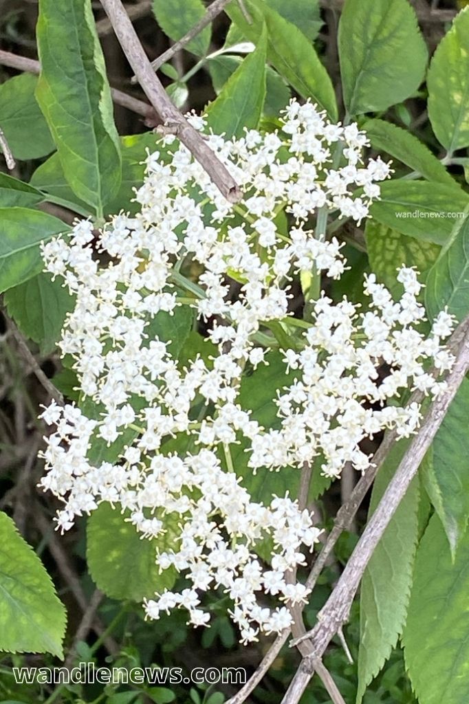 A photograph of an elderflower