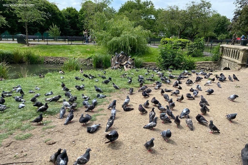 Pigeons in King George's Park Wandsworth