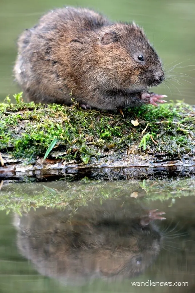 A photograph of a Water vole