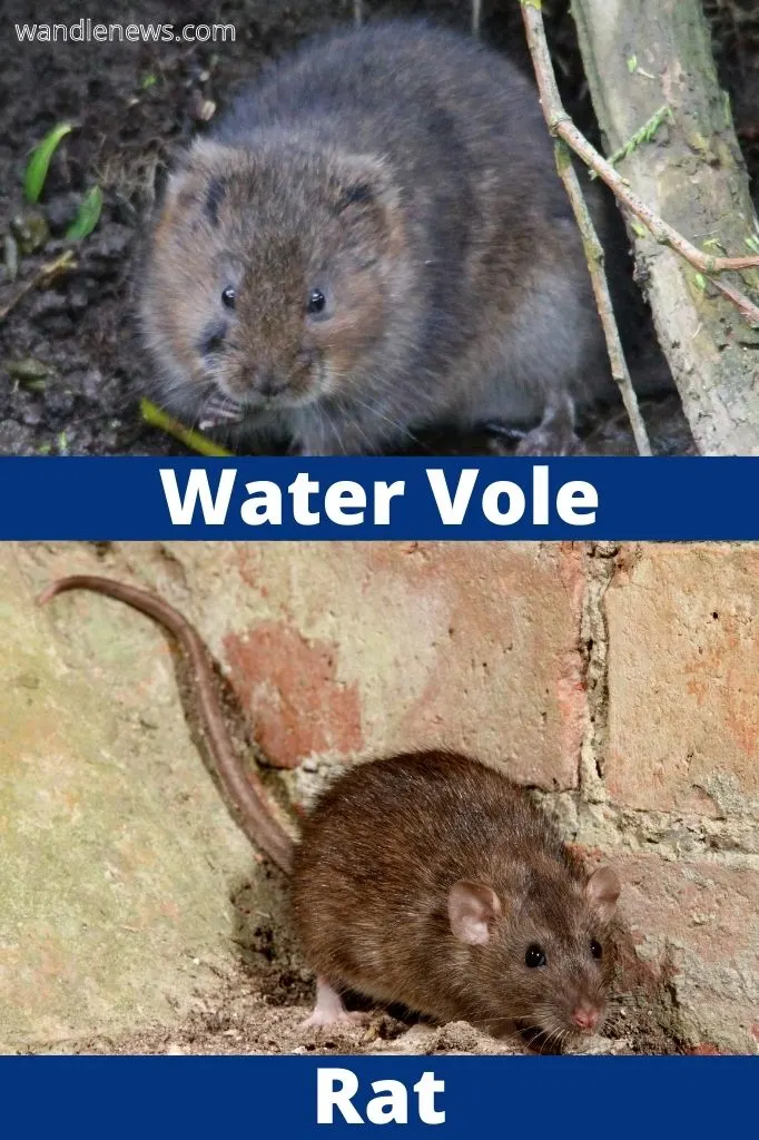 A photograph comparing a water vole and rat