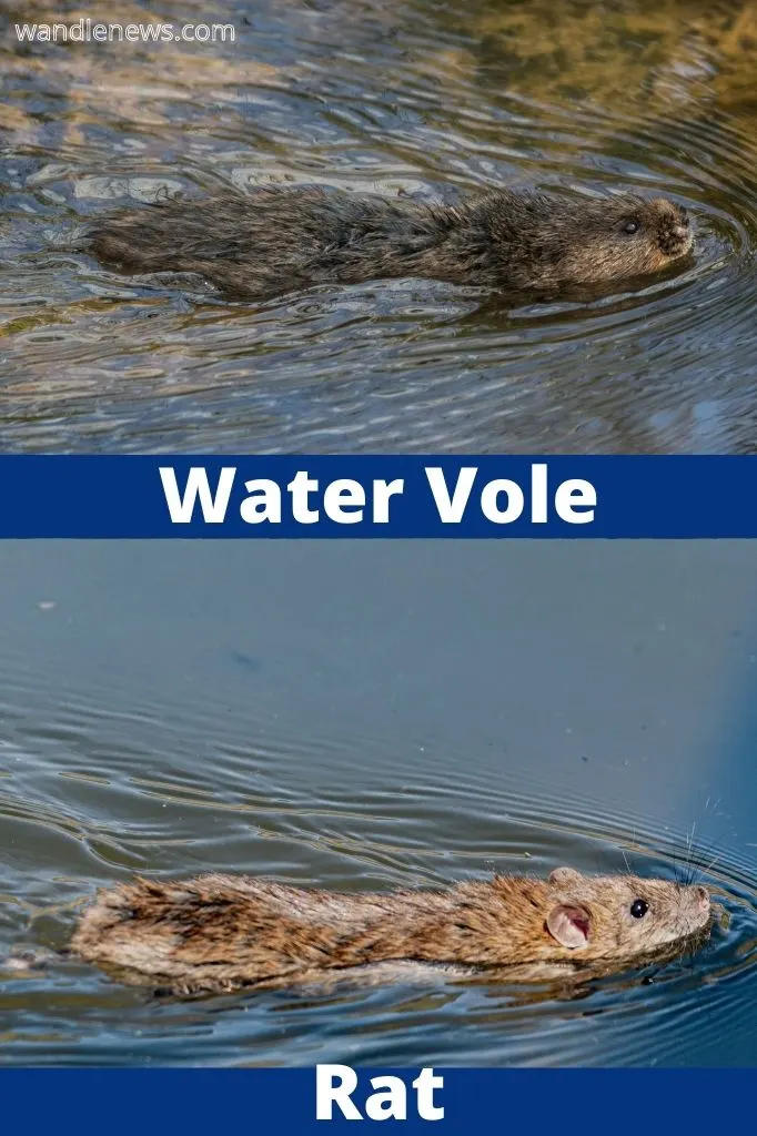 A photograph comparing a water vole and rat