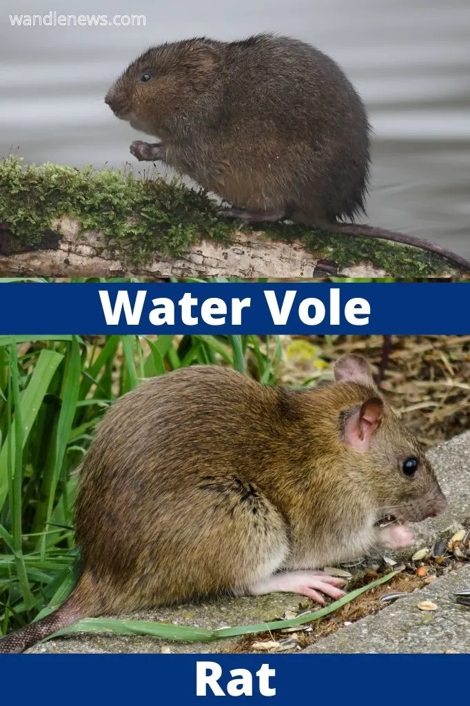 A photograph comparing a water vole and rat