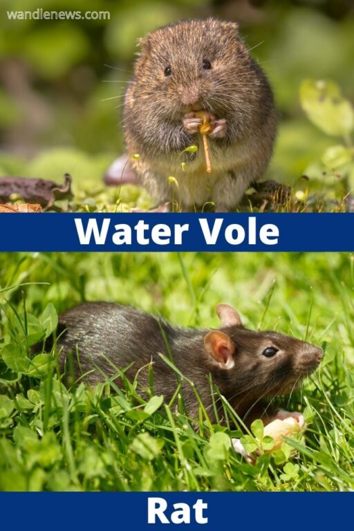 Volves Rat Water Vole or Rat? How to Tell The Difference