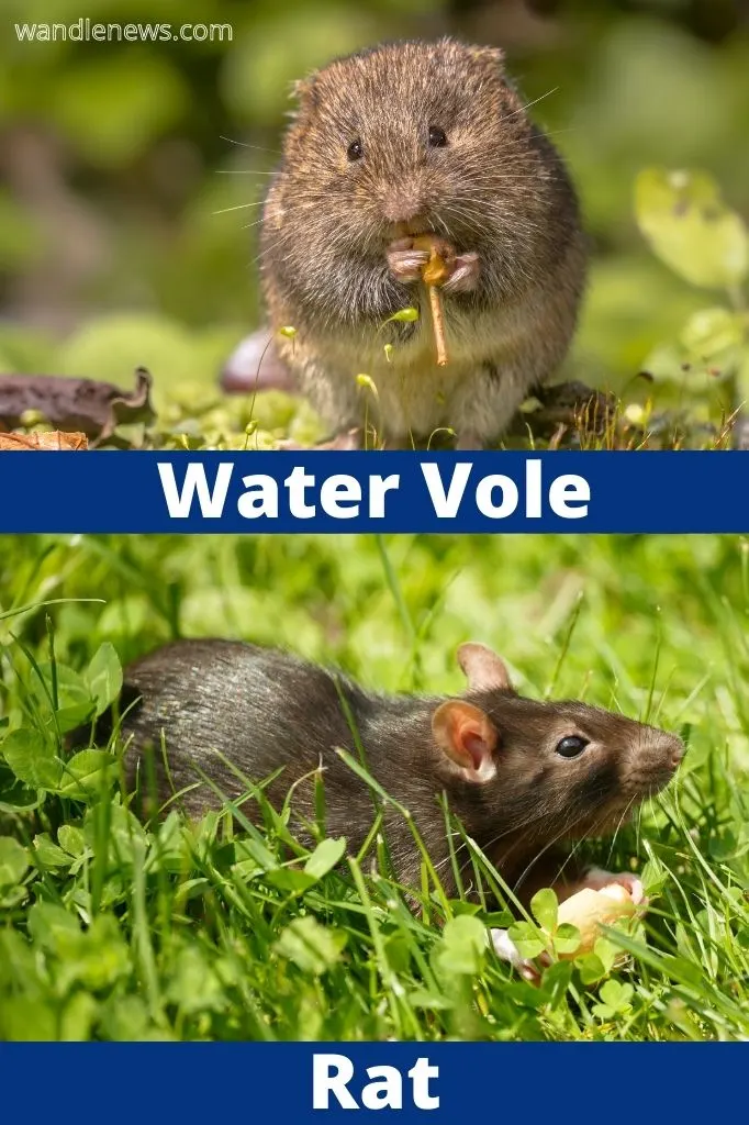 A photograph comparing a water vole and rat
