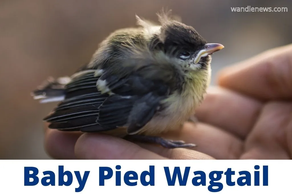 a photograph of a baby pied wagtail which shows the yellow patch near its face