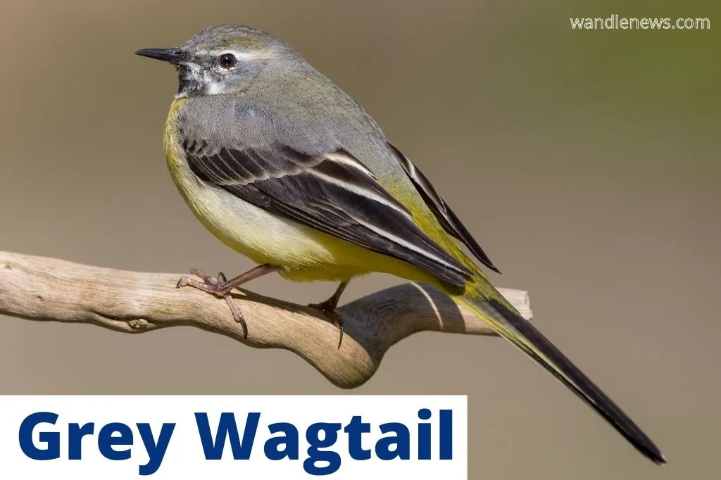 Grey Wagtail