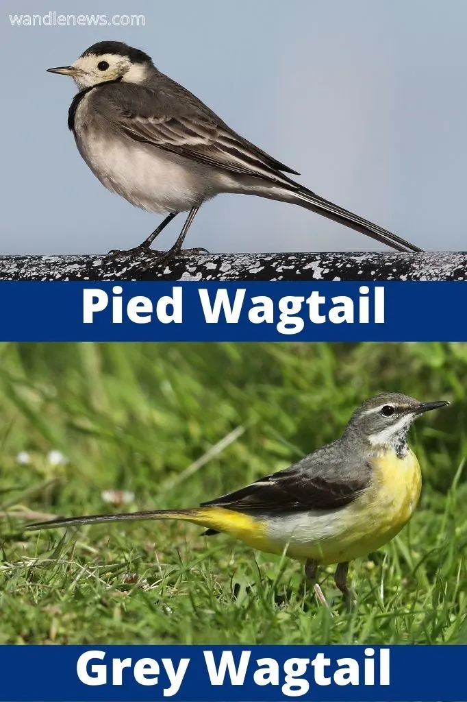 Photograph showing the difference between a Pied wagtail and a grey wagtail