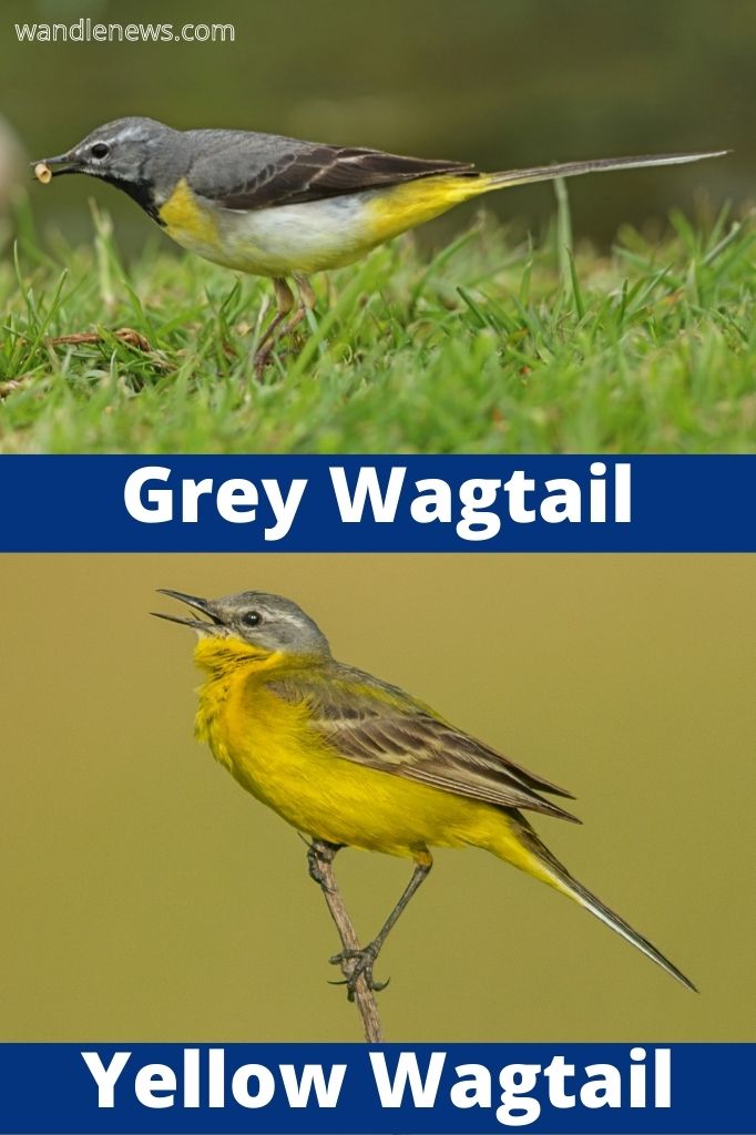 Difference between grey and yellow wagtails