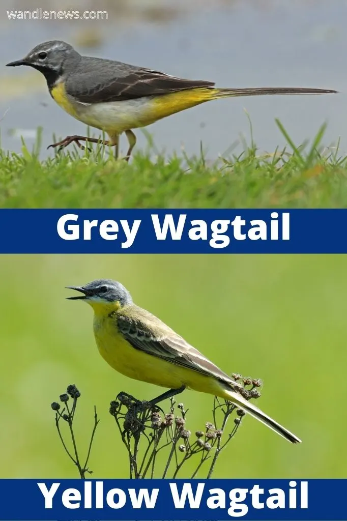 Yellow Wagtail Vs Grey Wagtail