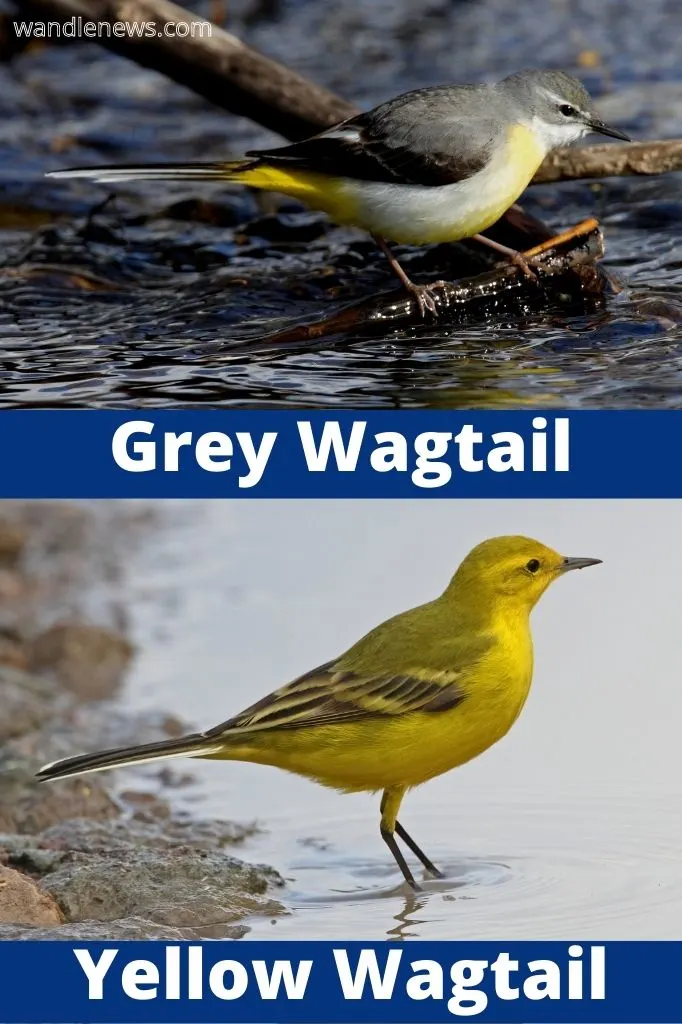 Yellow Wagtail Vs Grey Wagtail