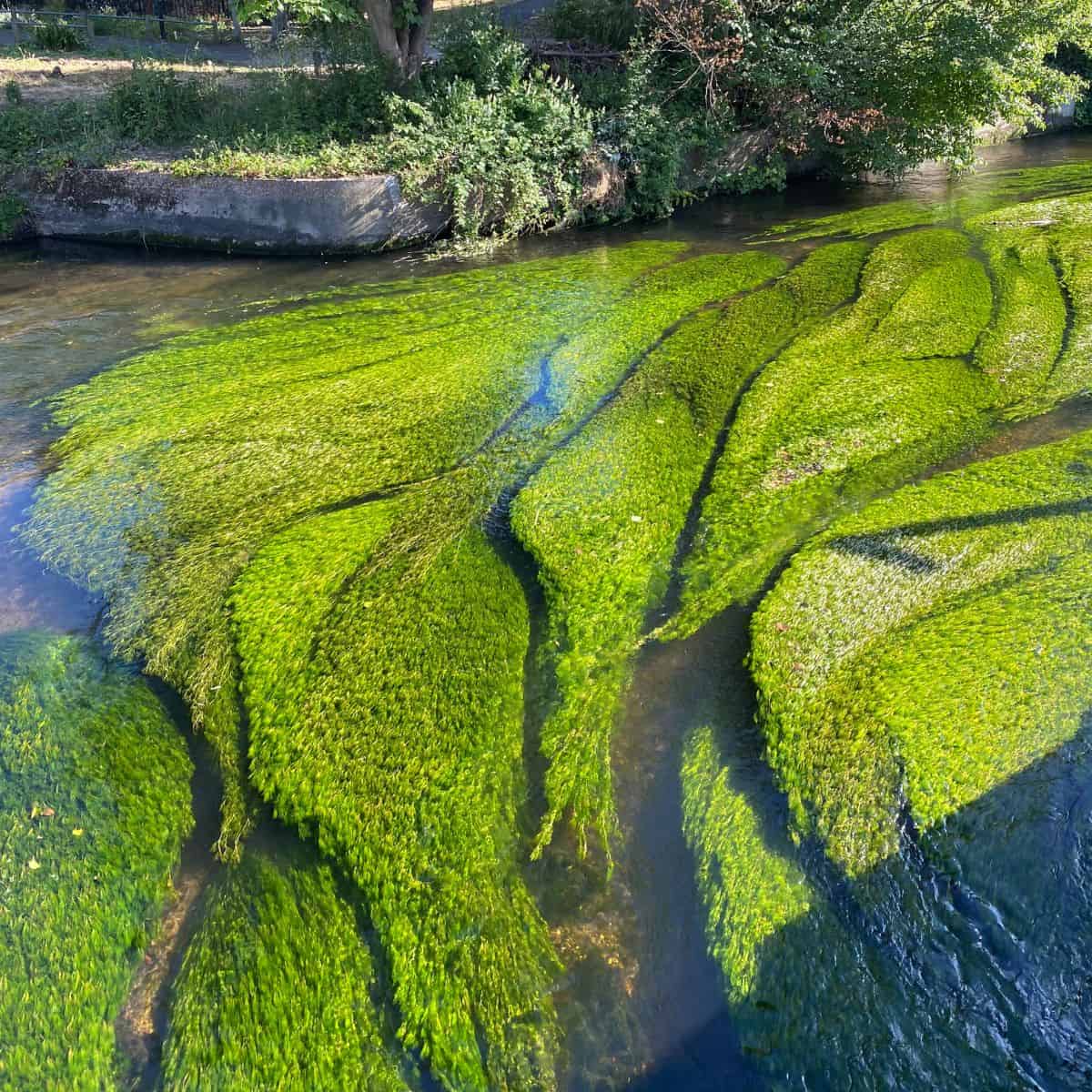 wandle plants