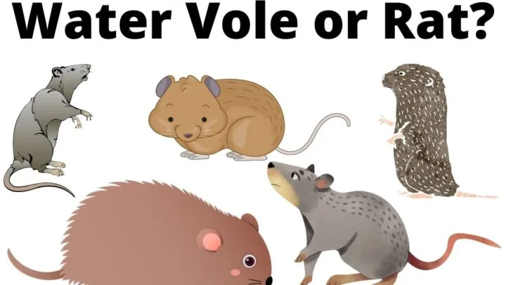 water vole or rat