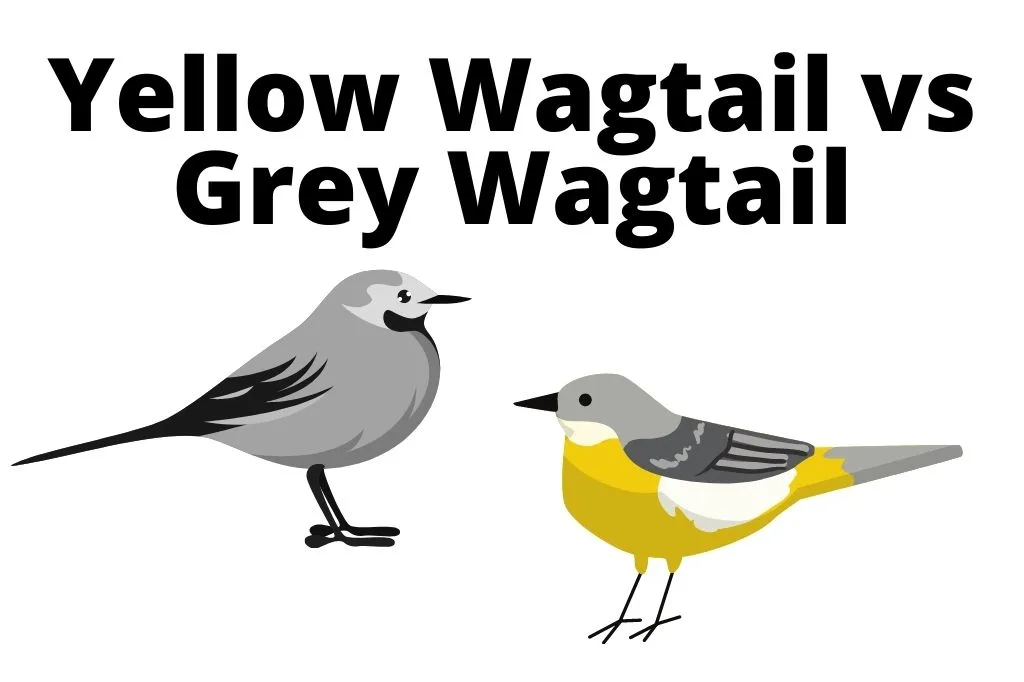 yellow wagtail vs grey wagtail