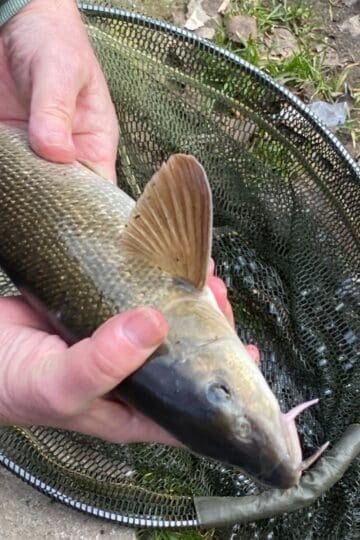 wandle fishing