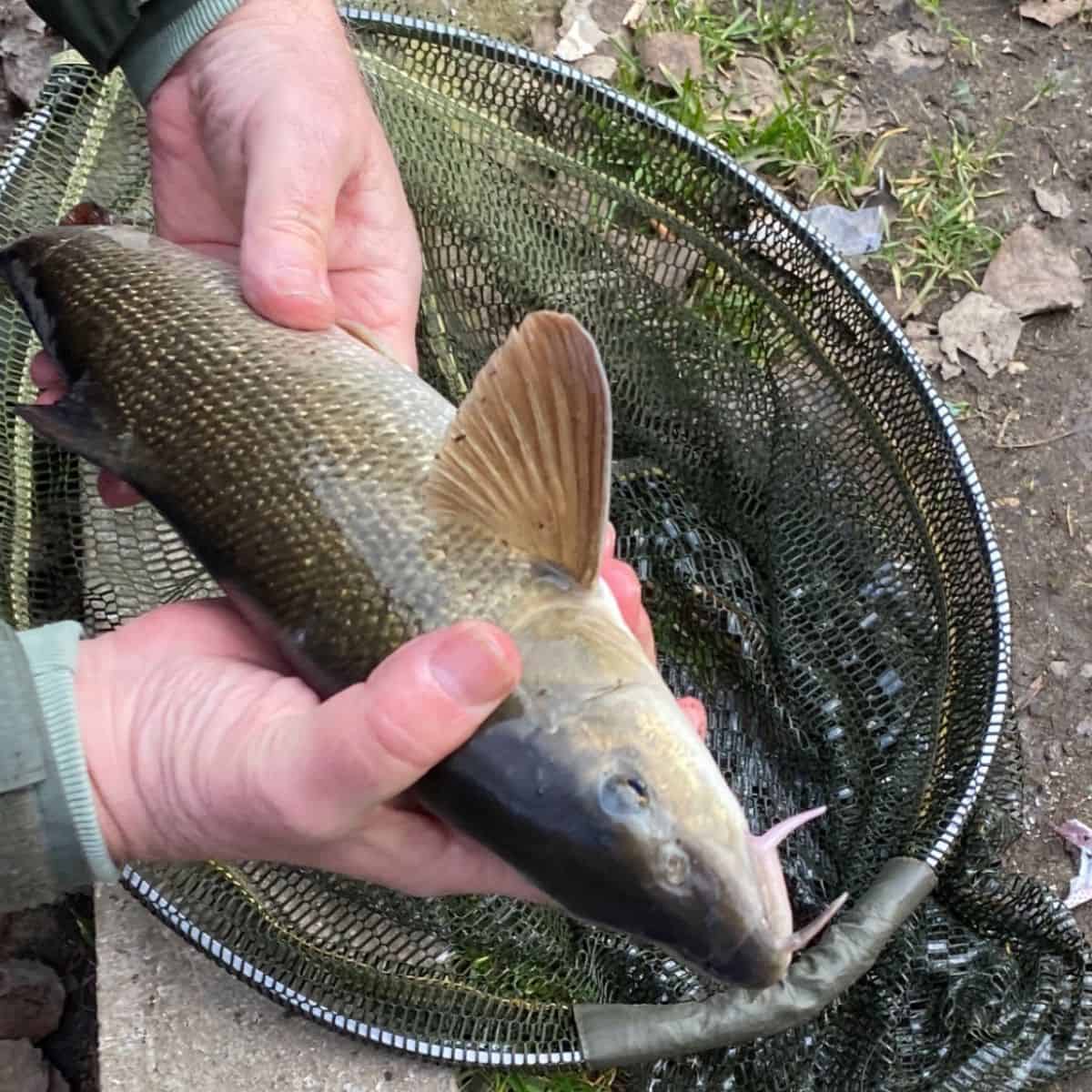 wandle fishing