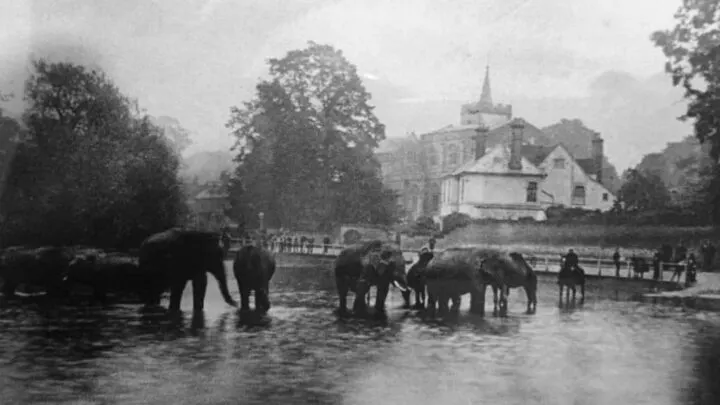 Elephants in Carshalton Ponds