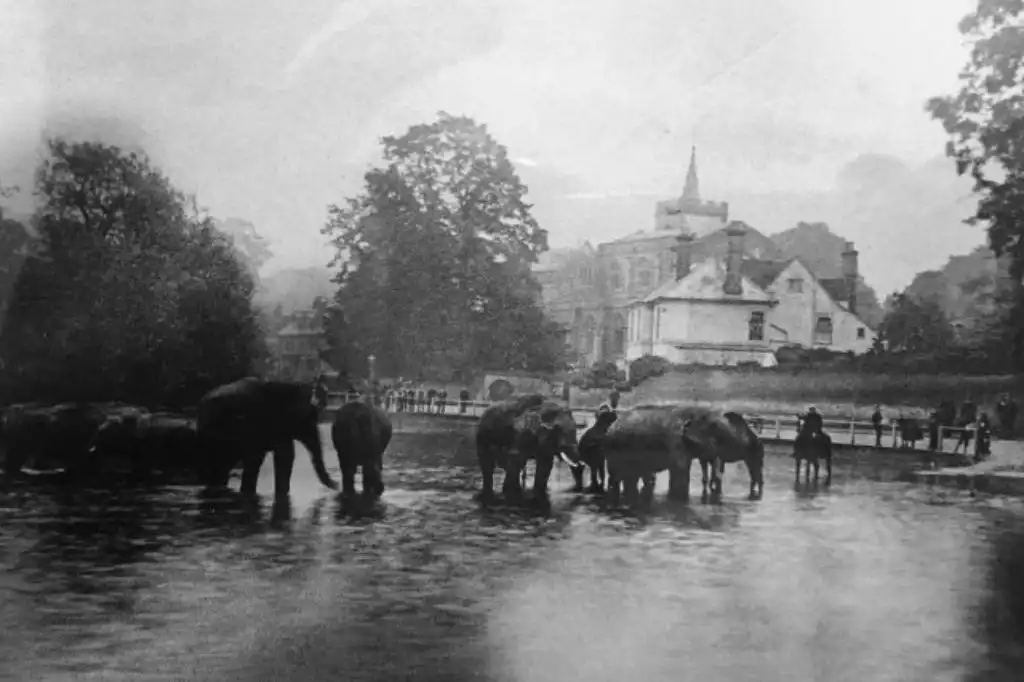 Elephants in Carshalton Ponds
