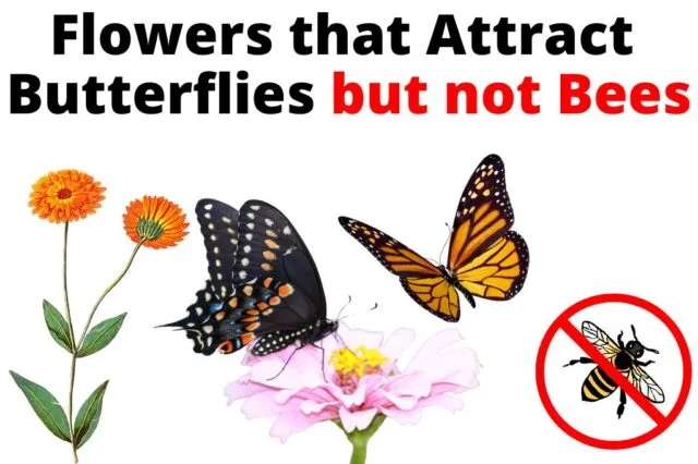 Flowers that attract butterflies but no bees