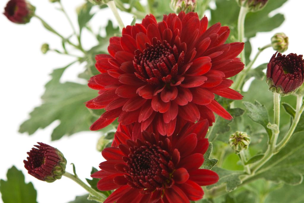 Chrysanthemum