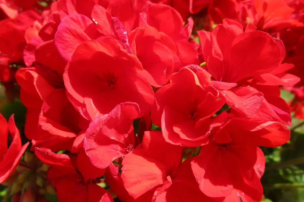 Red Geranium