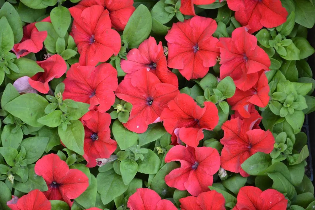 Red Petunia