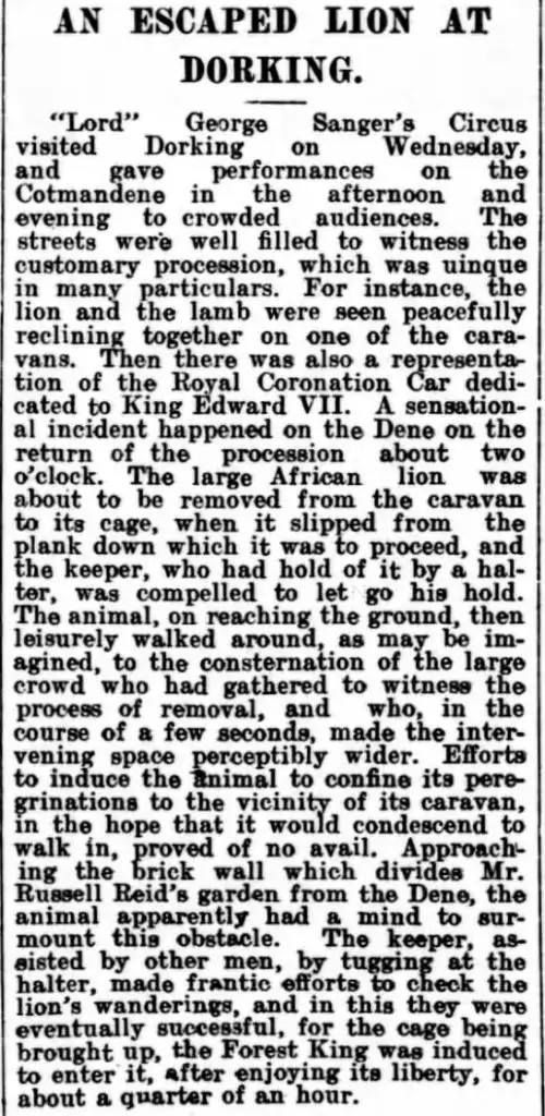 Newspaper clipping from 1901 when a Lion escaped from the circus in Dorking, Surrey