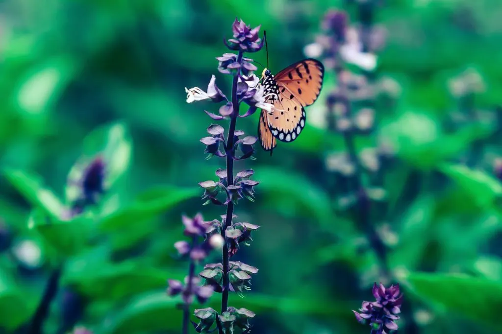 basil flowers that Attract Butterflies but not Bees