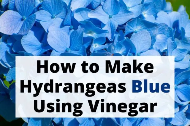 How to make hydrangeas blue vinegar