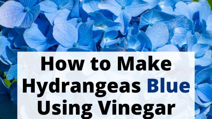 How to make hydrangeas blue vinegar