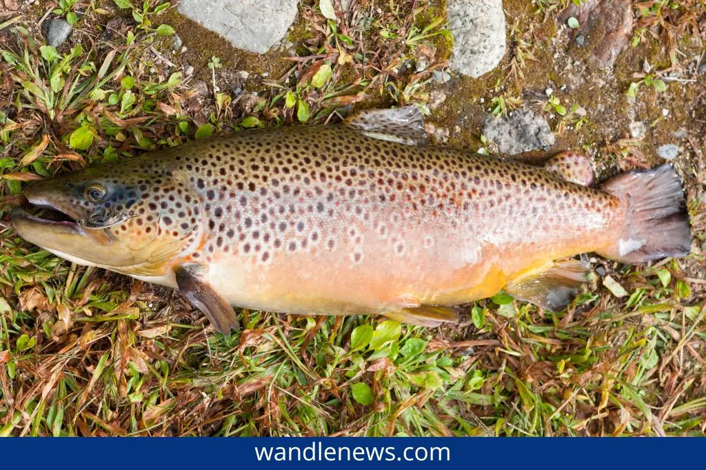 Wandle trout