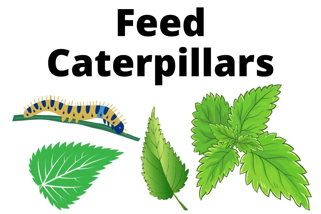 Provide Food for Butterfly Caterpillars