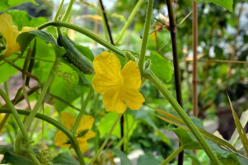 Cucumbers