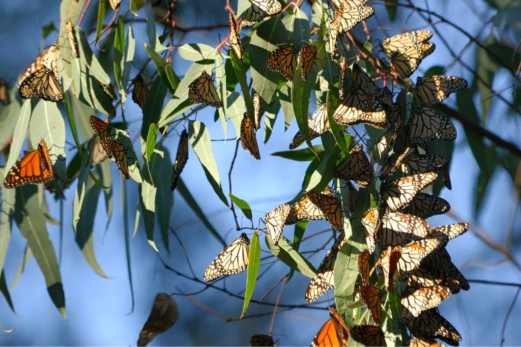 Butterflies on a Eucalyptus